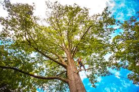 Best Commercial Tree Services  in Benbrook, TX