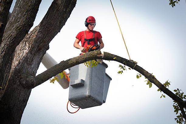 Why Choose Our Tree Removal Services in Benbrook, TX?