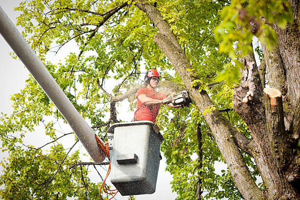 Professional  Tree Services in Benbrook, TX